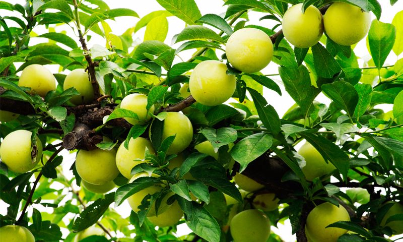 九游娱乐通道案例展示六